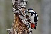 Spotted woodpecker (Dendrocopos major) tapping on a trunk, France