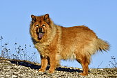 Eurasian dog, adult female