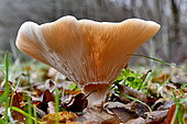 Honey mushroom (Armillaria mellea), undergrowth, France