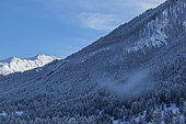 Snowy forest near the Col de Larche (Col de la Madeleine), northern part of the Mercantour National Park. Alpes-de-Haute-Provence, France