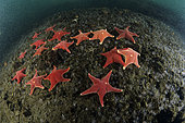 Sea star field, Odontaster validus, Antarctic Peninsula, Antarctica