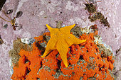 Sea star, probably (Glabraster antarctica). Antarctic Peninsula, Antarctica