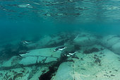 Gentoo penguins, swimming underwater, (Pygoscelis papua) The Gentoo Penguin is one of three species in the genus Pygoscelis It is the third largest of all penguins worldwide. They are the fastest underwater swimming penguins, reaching speeds of 36 km/h. Near Threatened on the IUCN Red list. Antarctic Peninsula, Antarctica