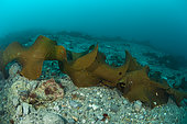 Ribbon Kelp (Durvillaea antarctica), Antarctic Peninsula, Antarctica