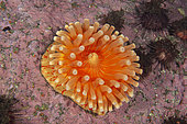 Salmon anemone (Isotealia antarctica), Antarctic Peninsula, Antarctica