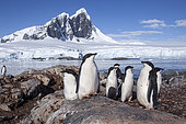 Group of youngs and adults Adelie Penguin (Pygoscelis adeliae) a species of penguin common along the entire coast of the Antarctic continent, which is the only place where it is found. Fish Islands, Antarctic Peninsula, Antarctica
