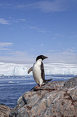 Adelie Penguin (Pygoscelis adeliae) a species of penguin common along the entire coast of the Antarctic continent, which is the only place where it is found. Fish Islands, Antarctic Peninsula, Antarctica
