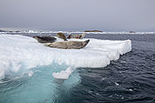 Crabeater seal (Lobodon carcinophaga) resting on a floating ice, Petermann Island, Antarctic Peninsula, Antarctica