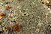 Aggregation of Brittle Star (Ophionotus victoriae) on a sandy bottom, It is a predator and opportunistic generalist and feeds on a wide range of invertebrates, especially krill. Antarctic Peninsula, Antarctica