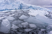 Pieces of ice and small floating icebergs, Antarctic Peninsula, Antarctica