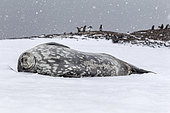 Weddell seal sleeping (Leptonychotes weddellii) is a relatively large and abundant true seal with a circumpolar distribution surrounding Antarctica. It is one of the five seals that can be seen in Antarctica. Antarctic Peninsula, Antarctica