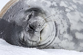 Sleeping Weddell seal (Leptonychotes weddellii) is a relatively large and abundant true seal with a circumpolar distribution surrounding Antarctica. It is one of the five seals that can be seen in Antarctica. Antarctic Peninsula, Antarctica