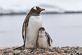 Gentoo Penguin (Pygoscelis papua) chick seek protection from its parent. Port Lockroy, Goudier Island, Antarctic Peninsula, Antarctica