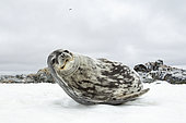 Weddell seal (Leptonychotes weddellii) is a relatively large and abundant true seal with a circumpolar distribution surrounding Antarctica. It is one of the five seals that can be seen in Antarctica. Antarctic Peninsula, Antarctica