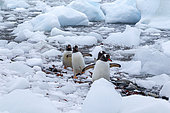 Group of Gentoo penguin (Pygoscelis papua). walking in between ice at Cuverville Island, Antarctic Peninsula, Antarctica