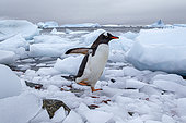 Gentoo penguin (Pygoscelis papua). walking on ice at Cuverville Island, Antarctic Peninsula, Antarctica