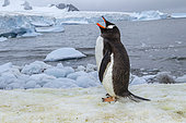 Gentoo penguin (Pygoscelis papua) barking in excitement or in an attempt to display his dominance on the snow at Cuverville Island, Antarctic Peninsula, Antarctica