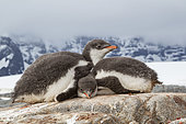 Gentoo penguin chicks (Pygoscelis papua) sleeping in Port Lockroy, Goudier Island, Antarctic Peninsula, Antarctica