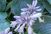 Plantain Lily, Hosta tardiana 'Color Glory, flowers
