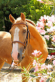 Portrait of a horse palomino in snaffle, Baucher bit, oleander flowers