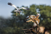 Black-chested Snake-Eagle (Circaetus pectoralis) chased by a Pale Chanting-Goshawk (Melierax canorus) in Kgalagadi transfrontier park, South Africa
