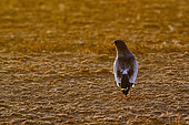 Pale Chanting-Goshawk (Melierax canorus) on ground at dawn in Kgalagadi transfrontier park, South Africa