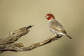 Red headed Finch (Amadina erythrocephala) male standing on a log in Kgalagadi transfrontier park, South Africa