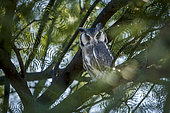 Southern White-faced Owl (Ptilopsis granti) hiding in tree in day time in Kgalagadi transfrontier park, South Africa