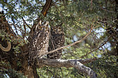 Couple of Spotted Eagle-Owl (Bubo africanus) standing in a tree in Kgalagadi transfrontier park, South Africa