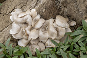 Tiger sawgill (Lentinus tigrinus) cluster growing on Willow (Salix sp.) stump, Gers, France