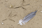 Grey heron (Ardea cinerea) footprints and feather on wet clay at the edge of a drying lake, Gers, France