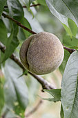 Vineyard peach, Gers, France