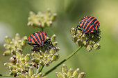 Red-and-black striped shieldbugs (Graphosoma italicum) feeding on umbellifer seedhead, Gers, France