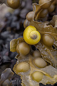 Littorine obtuse (Littorina obtusata) sur thalle de Fucus vésiculeux (Fucus vesiculosus) Bréhat, Côtes-d'Armor, France