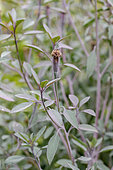 Bolivian coriander (Porophyllum ruderale)