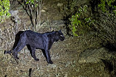 Extremely rare photo of a Black Panther or African Black Leopard (Panthera pardus pardus), melanistic form, evolving at night in dry shrubby savannah, very special leopard subspecies, Laikipia County, Kenya, East Africa, Africa
