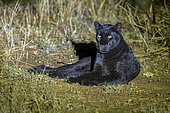 Extremely rare photo of a Black Panther or African Black Leopard (Panthera pardus pardus), melanistic form, evolving at night in dry shrubby savannah, very special leopard subspecies, Laikipia County, Kenya, East Africa, Africa