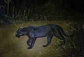 Extremely rare photo of a Black Panther or African Black Leopard (Panthera pardus pardus), melanistic form, evolving at night in dry shrubby savannah, very special leopard subspecies, Laikipia County, Kenya, East Africa, Africa
