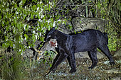 Extremely rare photo of a Black Panther or African Black Leopard (Panthera pardus pardus), melanistic form, evolving at night in dry shrubby savannah, killed a small antelope, Günther's Dik-Dik, very special leopard subspecies, Laikipia County, Kenya, East Africa, Africa