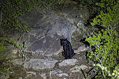 Extremely rare photo of a Black Panther or African Black Leopard (Panthera pardus pardus), melanistic form, evolving at night in dry shrubby savannah, killed a small antelope, Günther's Dik-Dik, very special leopard subspecies, Laikipia County, Kenya, East Africa, Africa