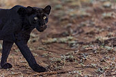 Extremely rare photo of a Black Panther or African Black Leopard (Panthera pardus pardus), melanistic form, evolving at night in dry shrubby savannah, very special leopard subspecies, Laikipia County, Kenya, East Africa, Africa