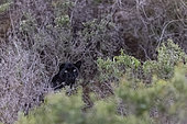 Extremely rare photo of a Black Panther or African Black Leopard (Panthera pardus pardus), melanistic form, evolving at night in dry shrubby savannah, very special leopard subspecies, Laikipia County, Kenya, East Africa, Africa