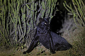 Extremely rare photo of a Black Panther or African Black Leopard (Panthera pardus pardus), melanistic form, evolving at night in dry shrubby savannah, very special leopard subspecies, Laikipia County, Kenya, East Africa, Africa