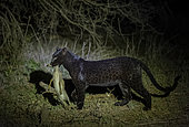Extremely rare photo of a Black Panther or African Black Leopard (Panthera pardus pardus), melanistic form, evolving at night in dry shrubby savannah, killed a small antelope, Günther's Dik-Dik, very special leopard subspecies, Laikipia County, Kenya, East Africa, Africa