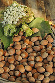 Harvesting hazelnuts, fruit of the hazel tree (Corylus avellana)