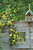 Apple tree, apples on the tree and birdhouse