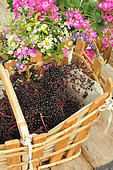 Black Elder (Sambucus nigra), Elder fruit harvest, benefit, fruit to be eaten cooked