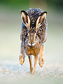 Brown Hare (Lepus europaeus) runing towards the photographer, Slovakia