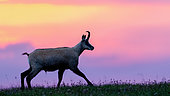 Chamois (Rupicapra rupicapra) standing in the grass up on the mountain before sunrise, Slovakia