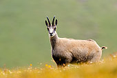 Chamois (Rupicapra rupicapra) standing in the grass up on the mountain at sunrise, Slovakia